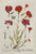 Caryophyllus Ruber: Elizabeth Blackwell 1749