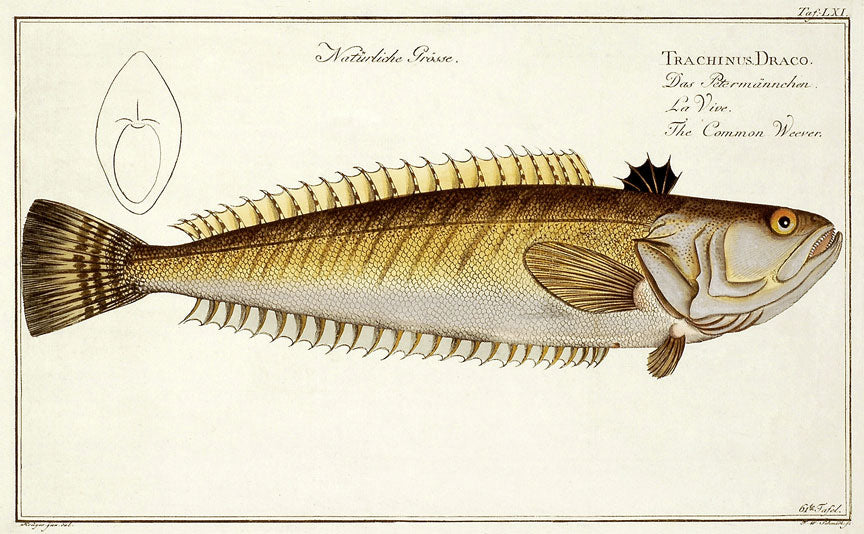 Trachinus Draco: Bloch 1785