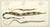 Syngnathus Ophidion et al: Bloch 1785