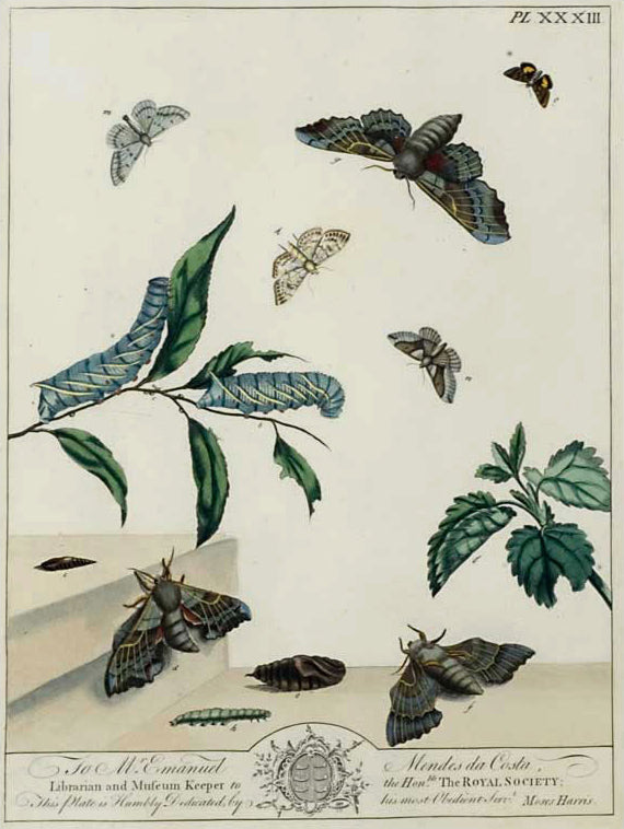 Butterflies and Moths, XXXIII: Moses Harris 1840