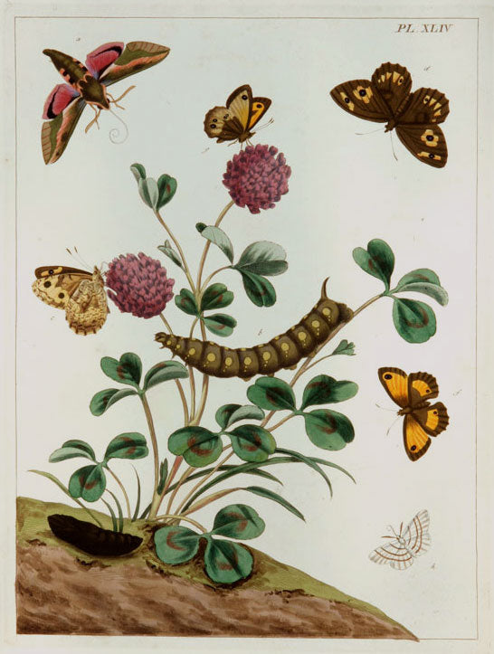 Butterflies and Moths, XLIV: Moses Harris 1840