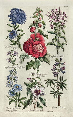 Old botanical print