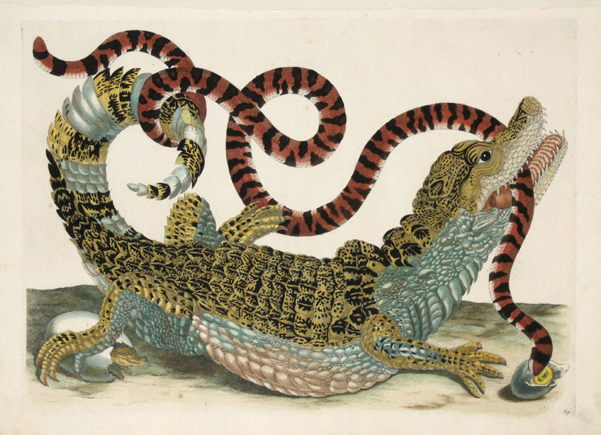 Caiman Holding Snake: Maria Sibylla Merian 1719