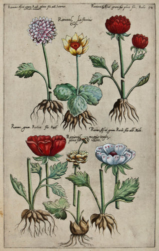 Old print of ranunculus